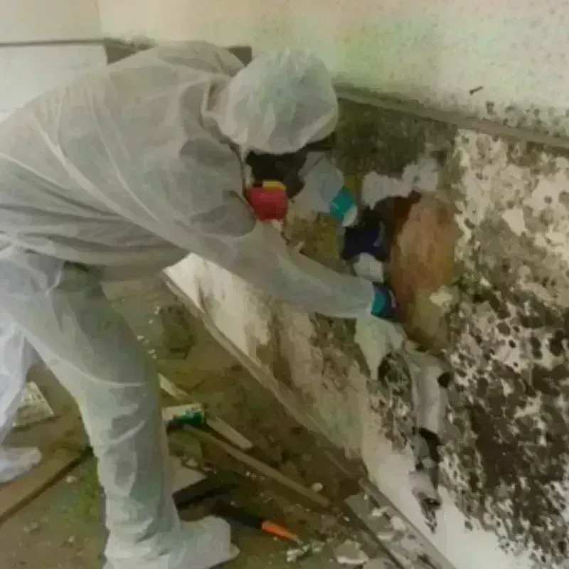 Mold Remediation and Removal in Black Lick, PA